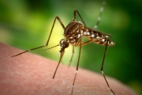 СЭС о борьбе с комарами: озера и болота будут обработаны экосредствами